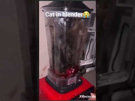 cat in a blender twitter|@catinblender